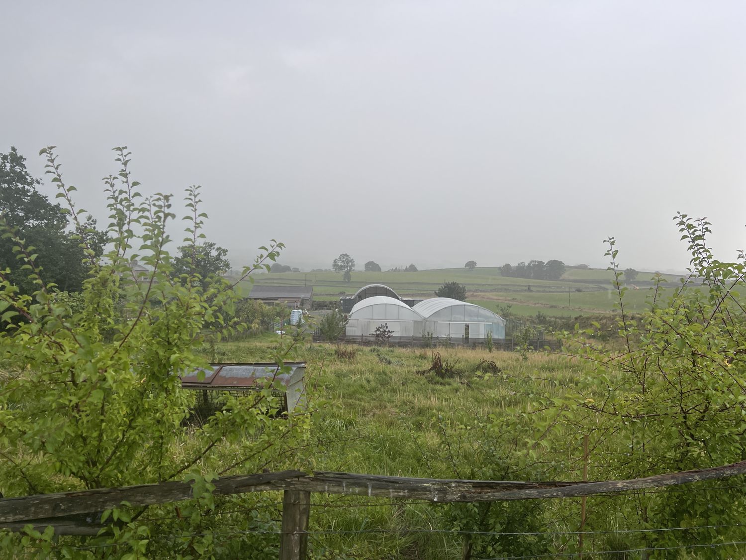 Two polytunnels seen across a rough grass field in misty Dales countryside