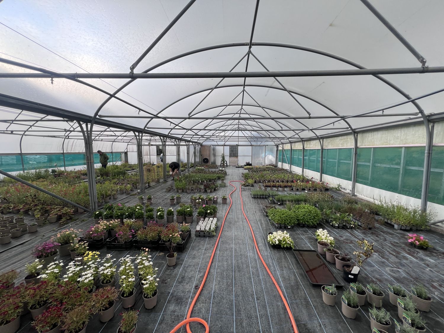 Interior of a long polytunnel with potted plants at ground level either side of a central path