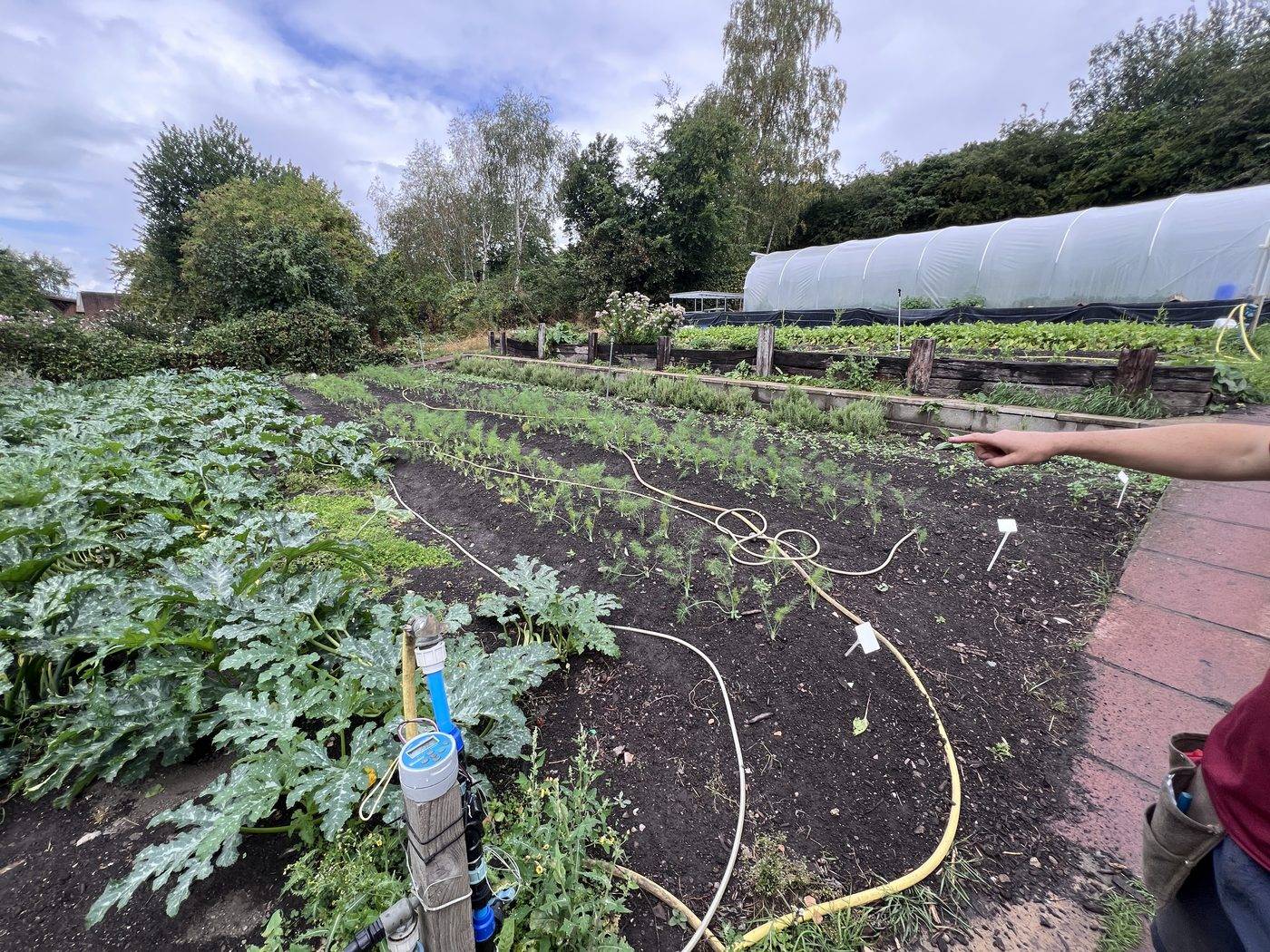 Terraced vegetable beds of even width running across a valley slope, irrigation line snaking over bare soil, polytunnel on the terrace above