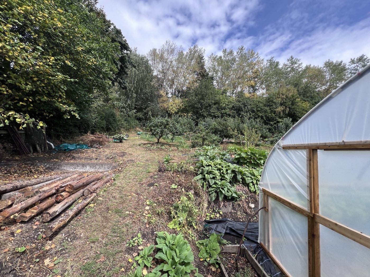 Rough ground and young fruit trees at the top of the garden beside a polytunnel, stacked timber to one side