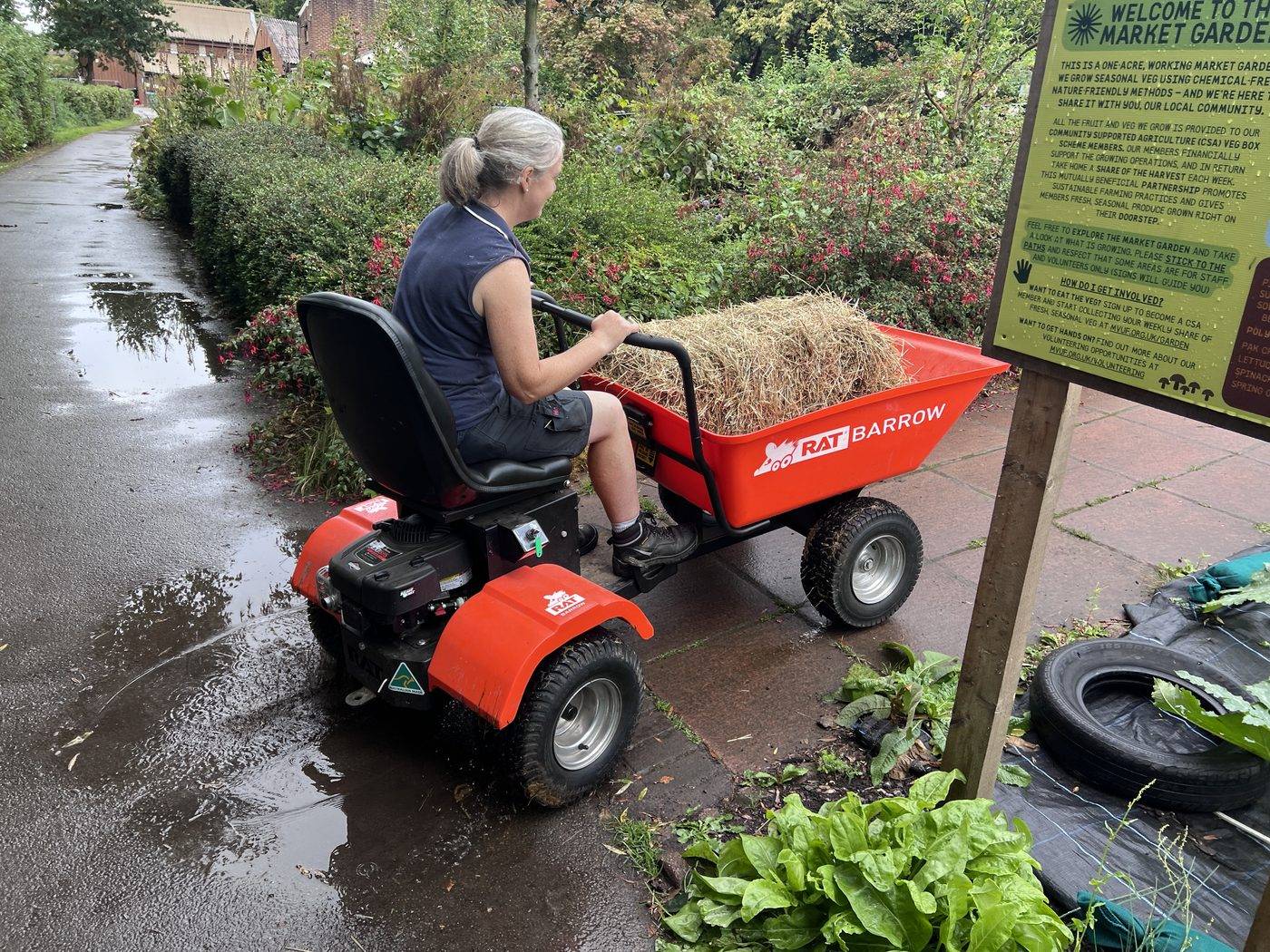 Woman riding a small red petrol power barrow along a wet path with a straw bale in the skip