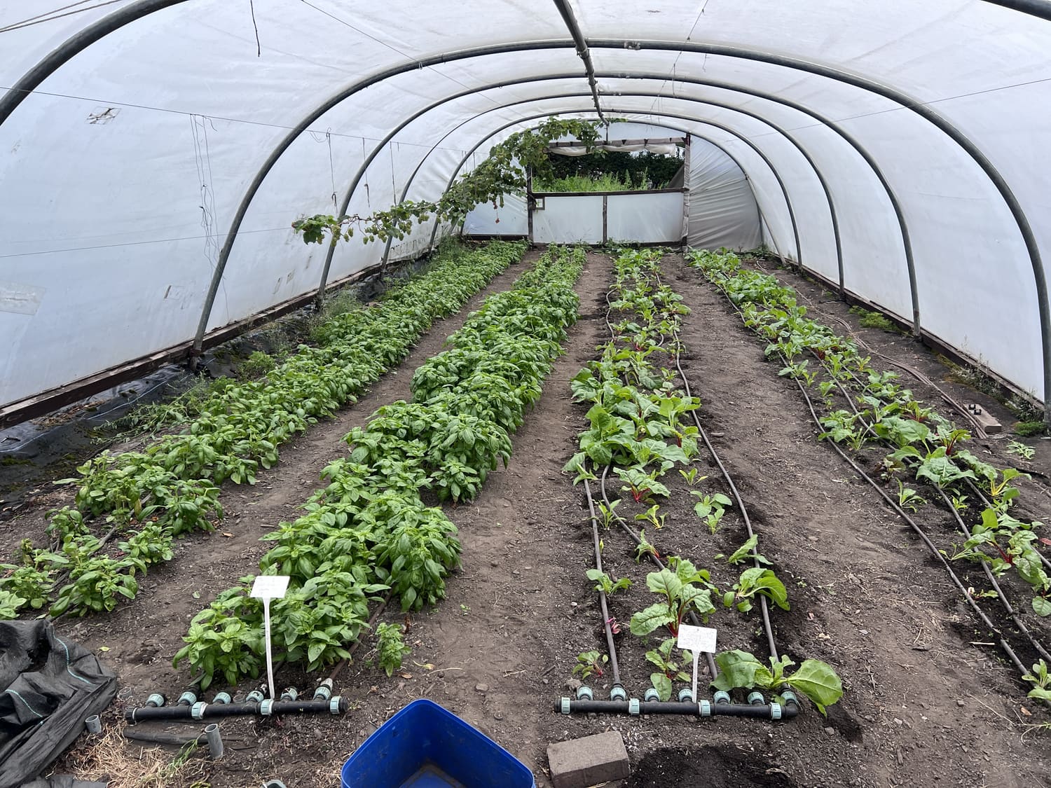 Inside a polytunnel, four narrow beds of basil and chard running the length of the tunnel with drip lines and manifolds along the bare soil between them