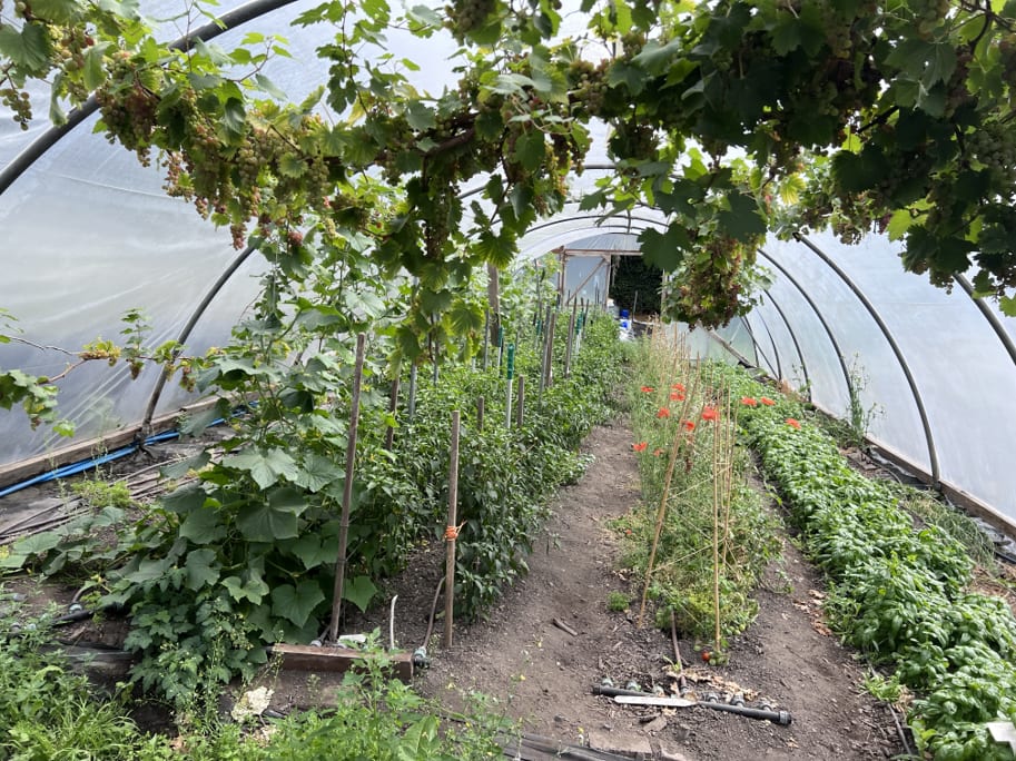 The same polytunnel in summer, grapevine trained overhead, cucumbers and staked tomatoes down one side and basil down the other, poppies in the middle