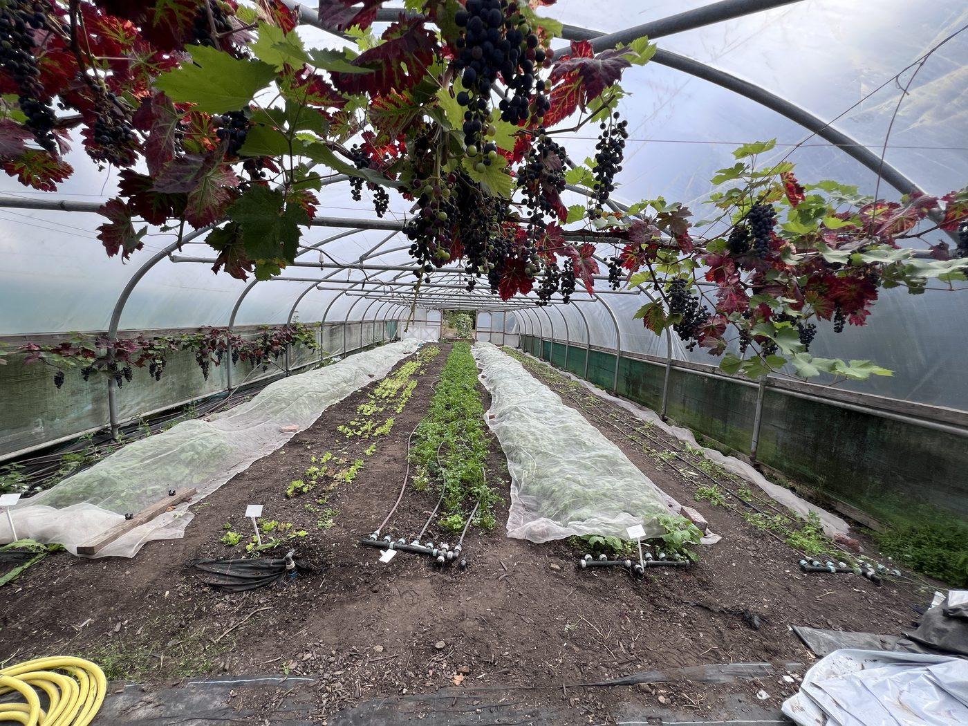 Inside a polytunnel, a grapevine in fruit trained along the frame overhead, salad beds under fleece below