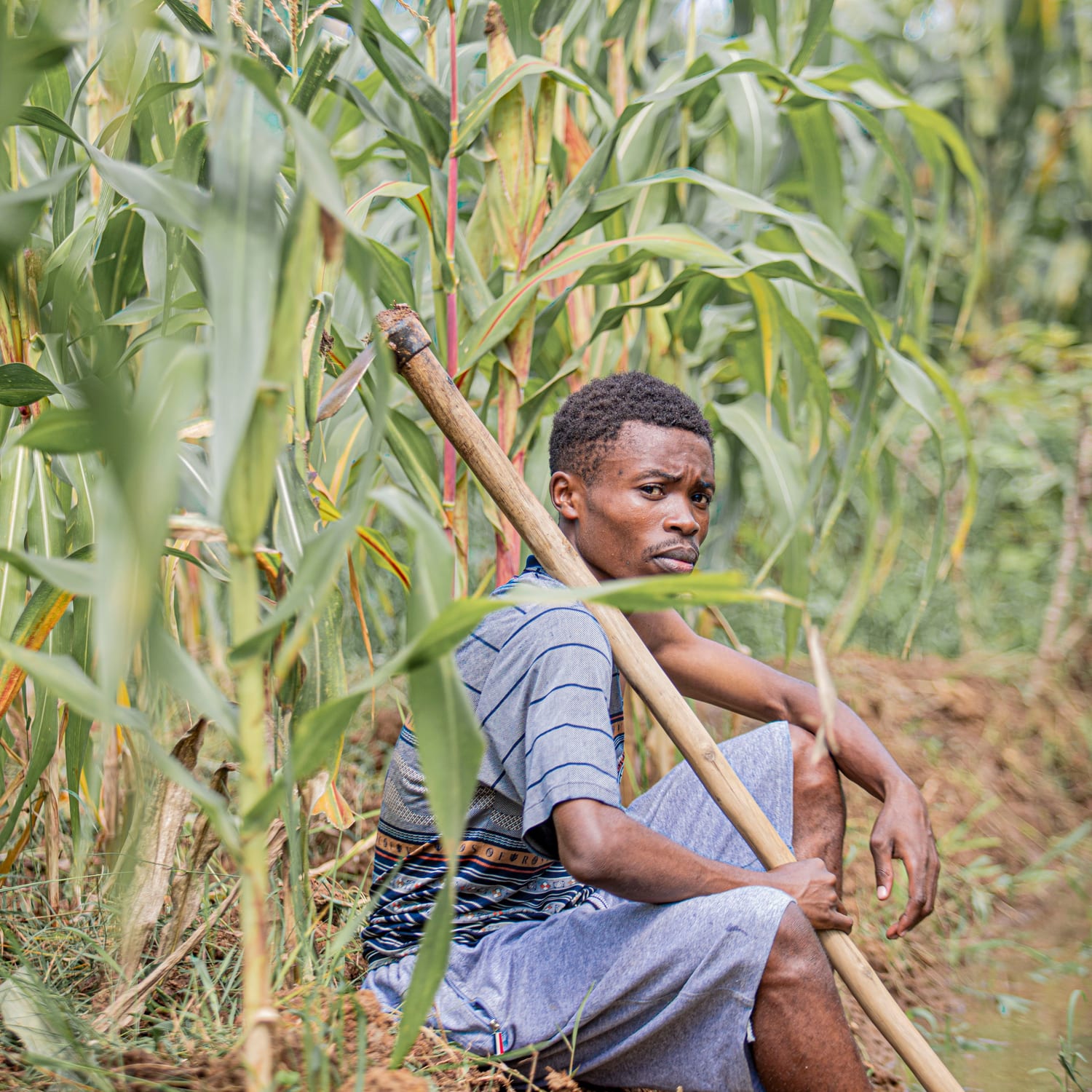 A young farmer resting on the ground at the edge of a maize field, hoe in hand