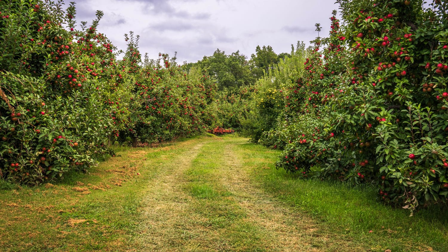 A mown grass alley running between rows of apple trees heavy with red fruit