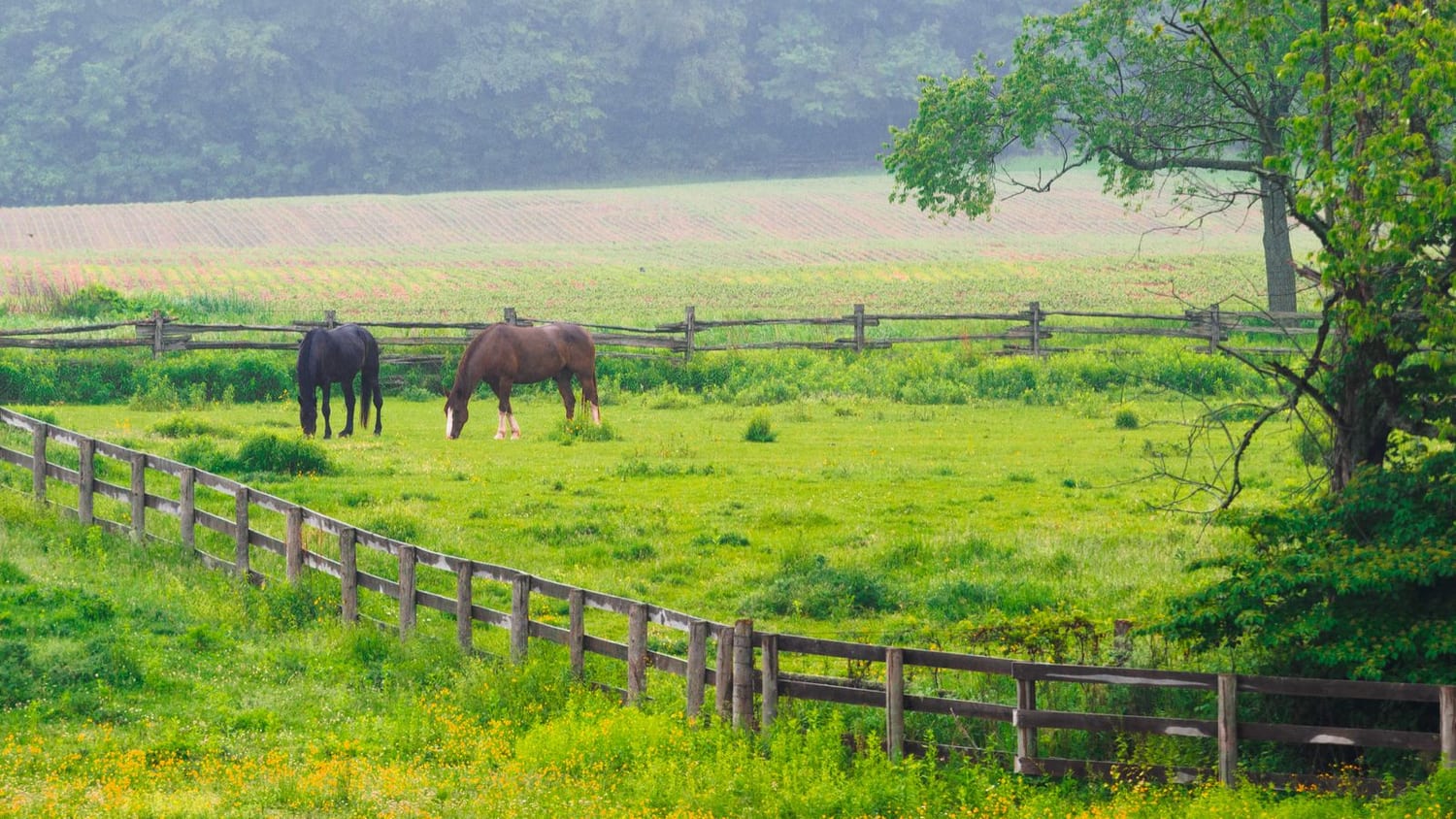 Two horses grazing in a post-and-rail paddock beside a mown grass field