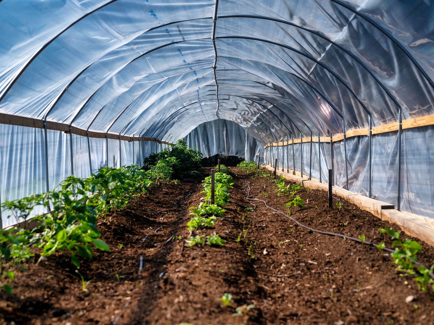 Inside a polytunnel, young plants in rows of beds under the plastic