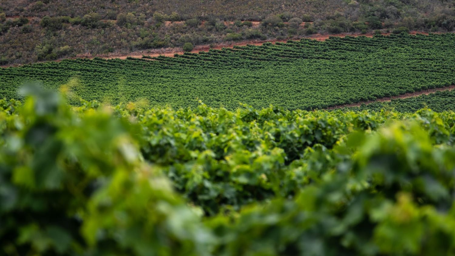Rows of vines running across a hillside, with grassed alleys between them